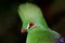 Green turaco portrait