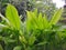 Green turmeric plants in a village.