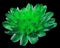 Green-turquoise chrysanthemum flower. black isolated background with clipping path. Closeup.