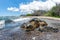 Green Turtle arriving at shore in Hawaii