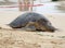 Green turtle on the beach, Oahu, Hawaii