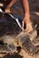 Green turtle being measured and tagged