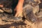 Green turtle being tagged