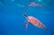 Green turtle breath underwater photo. Sea turtle closeup. Oceanic animal in wild nature. Summer vacation activity