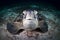 A green Turtle - Chelonia mydas with sun rays