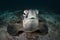 A green Turtle - Chelonia mydas with sun rays