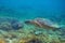 Green turtle in coral sea bottom photo. Sea turtle underwater closeup. Oceanic animal in wild nature