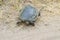 Green turtle crawling along a country road