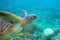 Green turtle dives up underwater photo. Sea turtle closeup. Oceanic animal in wild nature