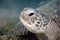 Green turtle enjoying lunch.