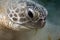 Green turtle enjoying lunch.