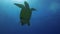 Green Turtle. Graceful Sea Turtle Marine Life In Peaceful Blue Sunlit Sea Surface