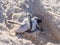 Green turtle hatching