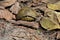 Green turtle is almost lost in the dried leaves of fall