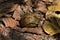 Green turtle is almost lost in the dried leaves of fall