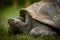 Green turtle in a lush grassy field