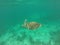 Green Turtle of Mexico