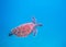 Green turtle in open sea. Tropical sea turtle underwater photo. Marine animal in sea water. Scuba diving banner template