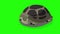 Green turtle peeks out of its shell and hides back chroma key