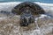 Green Turtle on sandy beach in Hawaii