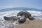 Green Turtle on sandy beach in Hawaii