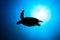 Green Turtle Silhouette