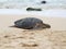 Green turtle sleeping on the beach, Oahu, Hawaii