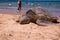 Green turtle sunbathing on a beach.