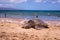 Green turtle sunbathing on a beach.