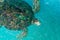Green turtle swiming