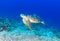 Green Turtle swimming over a damaged coral reef