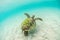 Green turtle swimming at San Cristobal in the Galapagos Islands Ecuador