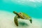 Green turtle swimming at San Cristobal in the Galapagos Islands Ecuador