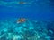 Green turtle swimming underwater close photo. Wild animal of tropical sea.