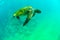 A green turtle swimming underwater at San Cristobal in the Galapagos Islands Ecuador