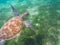Green turtle swims above sea grass. Sea turtle underwater photo