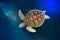 Green turtle swims above in water.