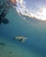 A Green Turtle Swims Near a Pier in Curacao