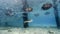 A Green Turtle Swims Under a School of Fish at a Pier In Curacao