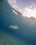 A Green Turtle Swims Under the Sun\\\'s Rays in Curacao