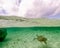 A Green Turtle Swims Under the Surface At Grand Bahama Island in the Bahamas