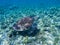 Green turtle under sunlight reflections. Green turtle in sea water