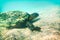 Green turtle underwater photography in Hawaii - marine wildlife animal swimming in turquoise water - environment