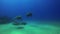 Green turtles pair. Sea turtles swimming. Joyful calm graceful marine life & blue sea