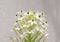 Green twig blooming beautiful small white flowers