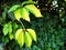 Green twig of virginia creeper illuminated by sun