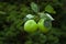 Green twin Apples with apple leaves hanging to the branch stem from the backyard apple tree against smooth green background