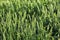 Green two row barley growing in an Idaho farm field.