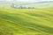 Green typical tuscan landscape