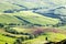 Green typical tuscan landscape